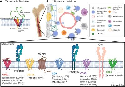 Tetraspanin Scaffold Proteins Function as Key Regulators of Hematopoietic Stem Cells